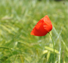 Gerste und Mohn, grün sucht rot Gerste und Mohn, grün sucht rot
